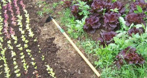 Lettuce and hoe