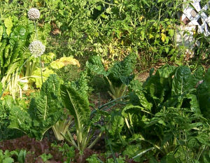 Swiss chard and lettuce in a local garden