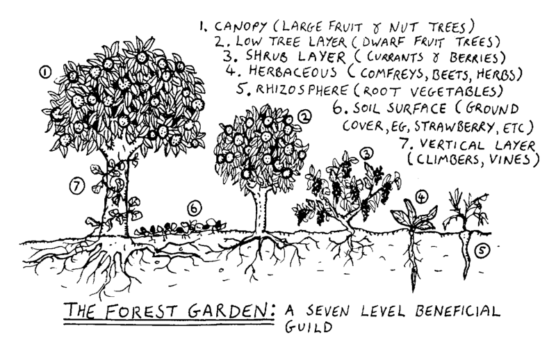 Forest garden levels